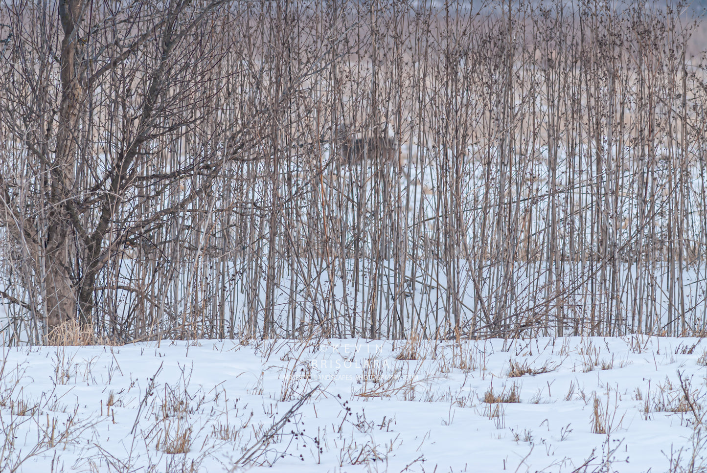 MOVING THROUGH THE WINTER PRAIRIE LANDSCAPE