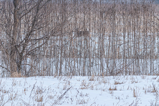 MOVING THROUGH THE WINTER PRAIRIE LANDSCAPE