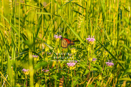 SIPPING NECTAR FROM THE WILD BERGAMOT FLOWER