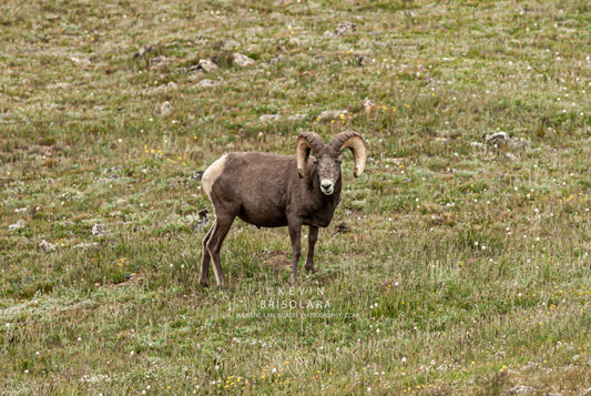 ROCKY MOUNTAIN BIGHORN