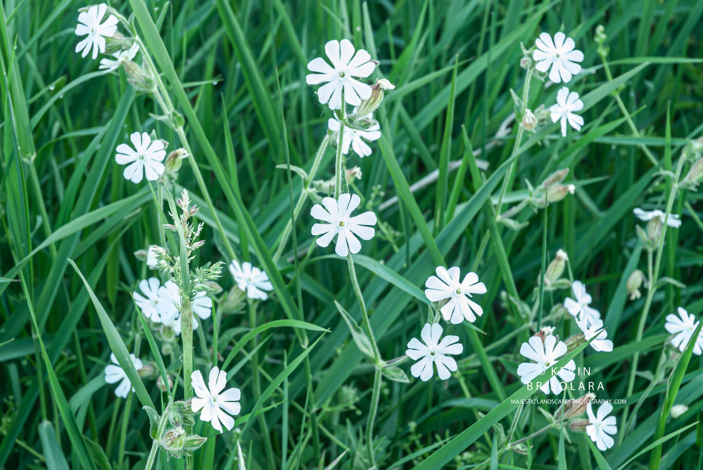 SMALL FLOWERS OF WHITE CAMPION