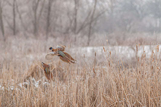 THE DANCE OF THE PHEASANTS