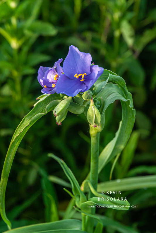 SPIDERWORT BRINGS BEAUTY AND COLOR TO THE LANDSCAPE