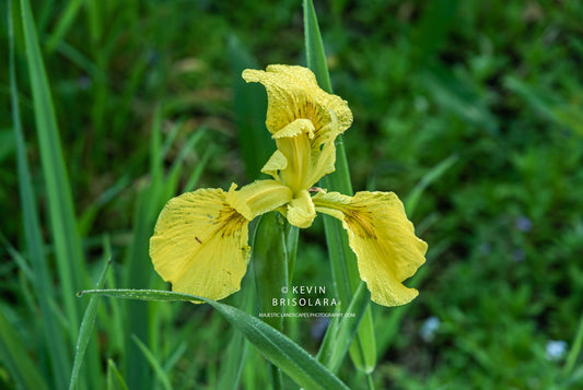 ENJOYING THE BEAUTY ALONG THE TRAIL