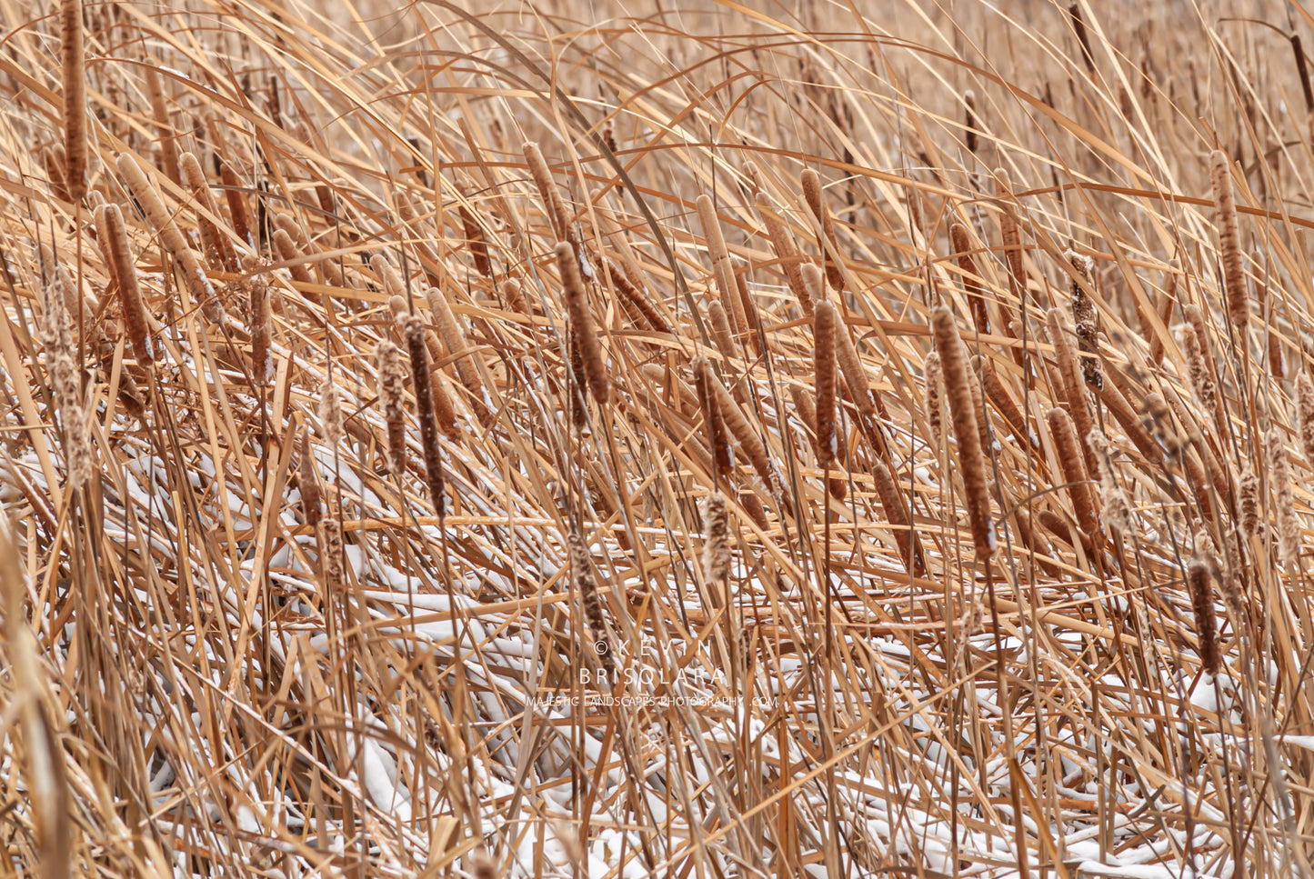 A DIFFERENT PERSPECTIVE TO THE PRAIRIE LANDSCAPE