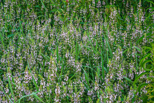 STARTING THE MORNING OFF WITH A COLORFUL SCENE OF FLOWERS