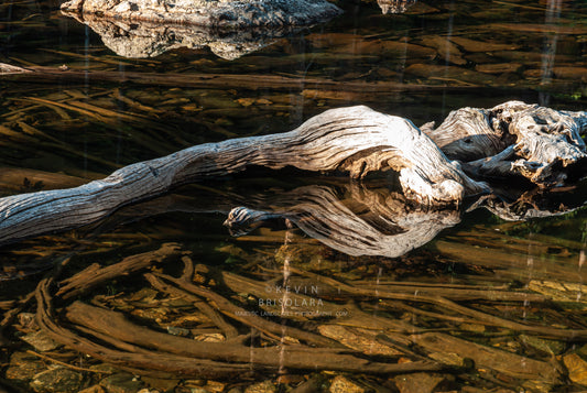 AN INTERESTING SCENE