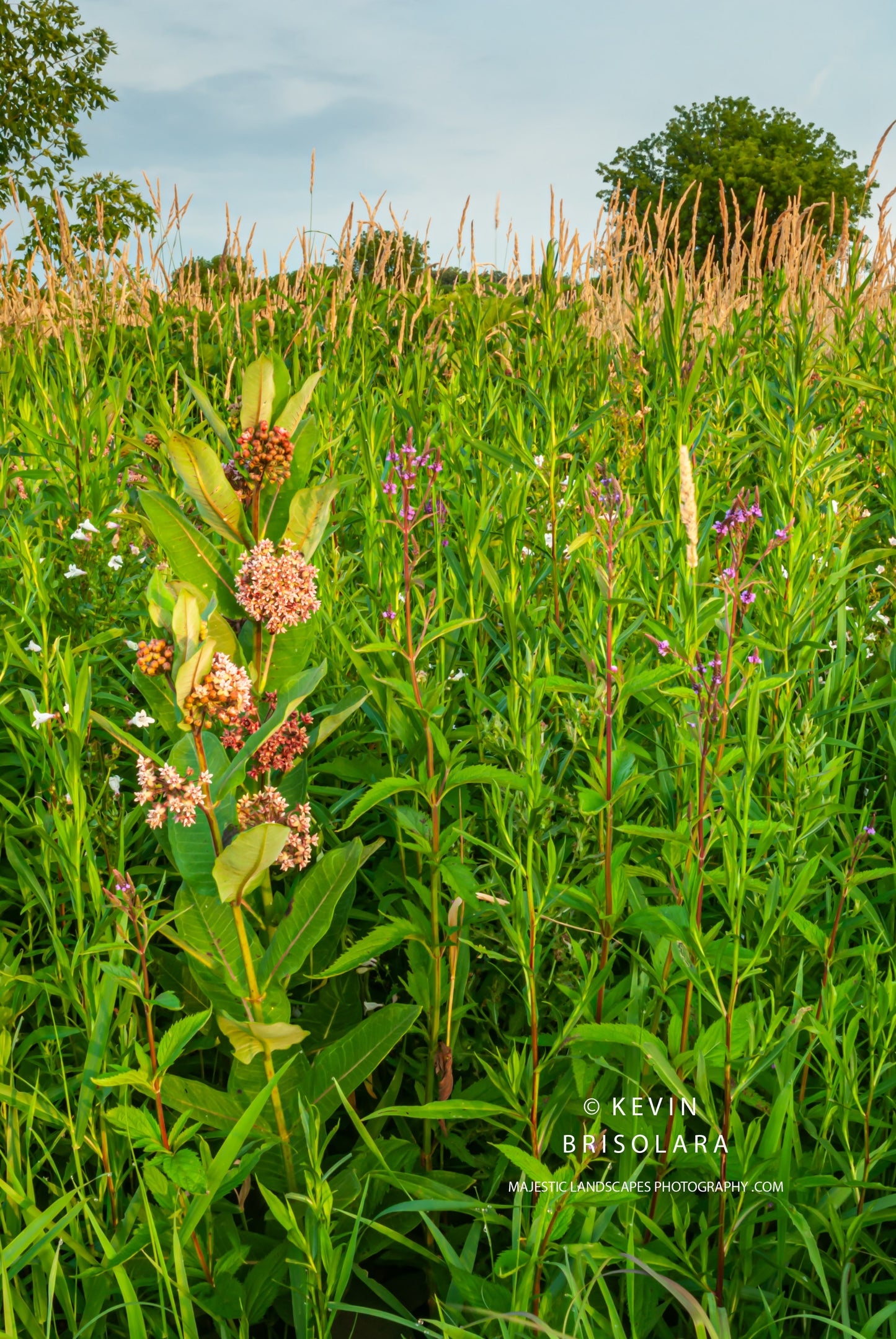 COMPLIMENTING THE BEAUTIFUL WILDFLOWERS