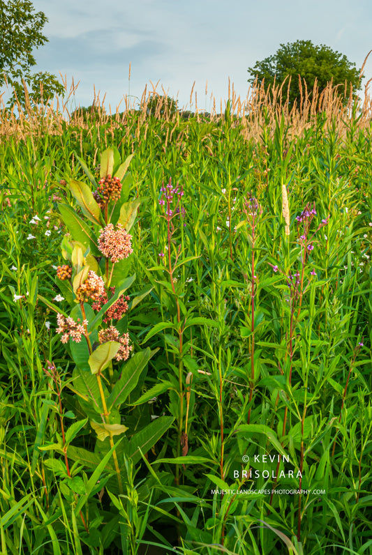 COMPLIMENTING THE BEAUTIFUL WILDFLOWERS