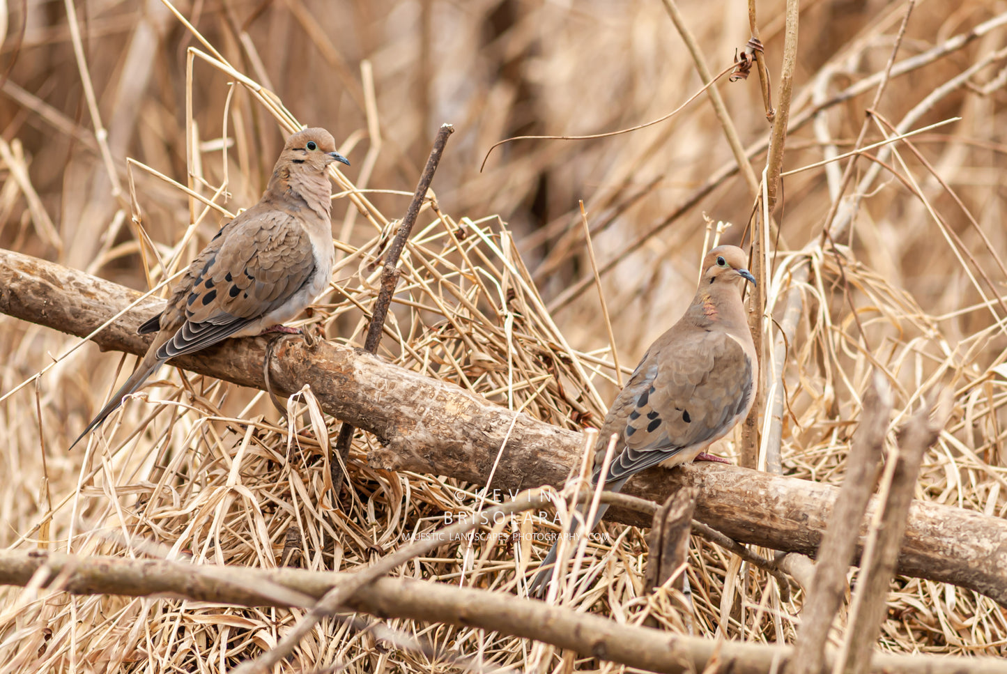 RESTING FOR A MOMENT