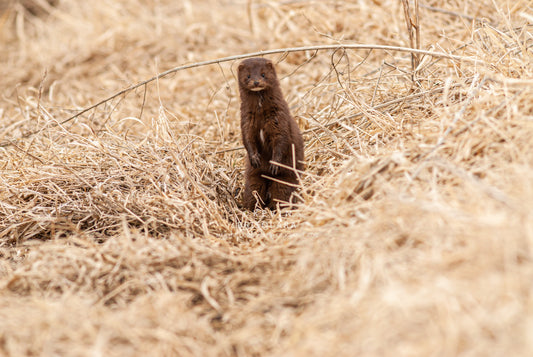 AMERICAN MINK