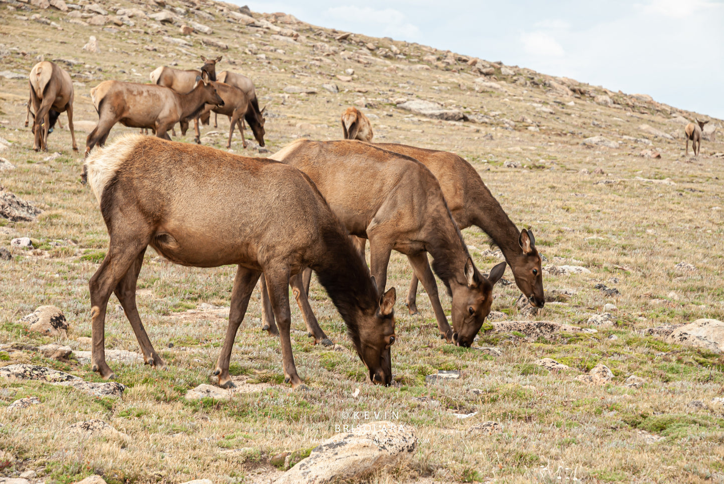 ALPINE TUNDRA HEARD