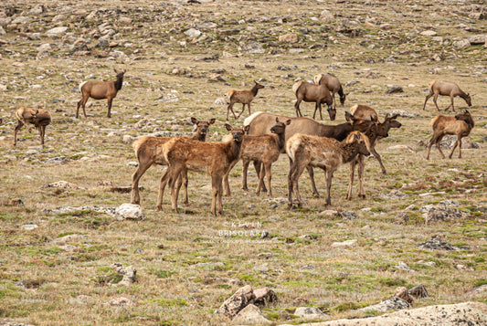 ROCKY MOUNTAIN ELK