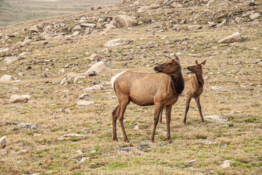 LOOKING BACK OVER THE TUNDRA