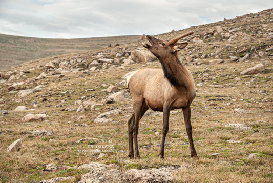 CALLING TO THE HEARD