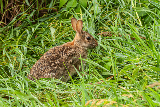 EASTERN COTTONTAIL RABBIT
