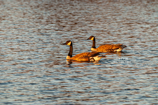 SWIMMING AROUND THE LAKE