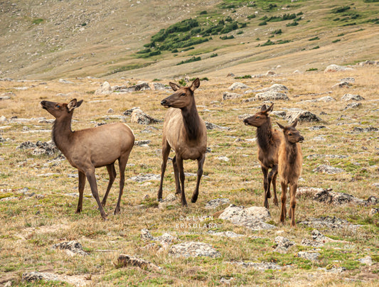 LOOKING AFTER THEIR YOUNG