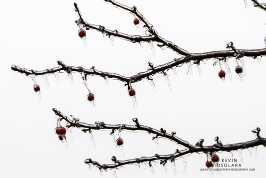 HOLIDAY GREETING CARDS 531-134  CRAB APPLES, ICE