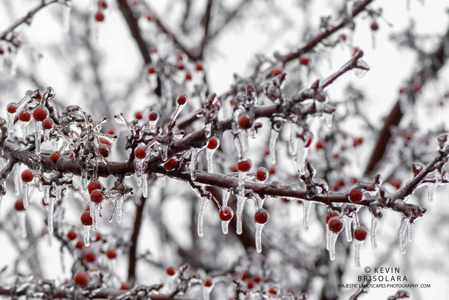 HOLIDAY GREETING CARDS 531-138  CRAB APPLES, ICE