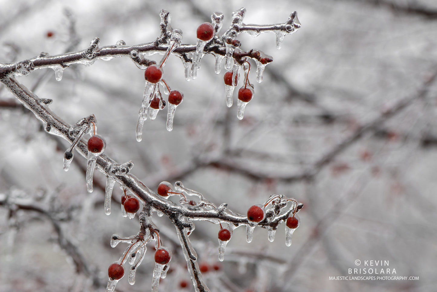 HOLIDAY GREETING CARDS 531-153  CRAB APPLES, ICE