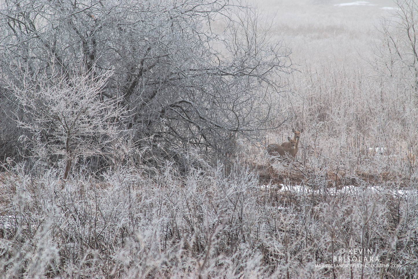 HOLIDAY GREETING CARDS 531-235  WHITE TAILED DEER