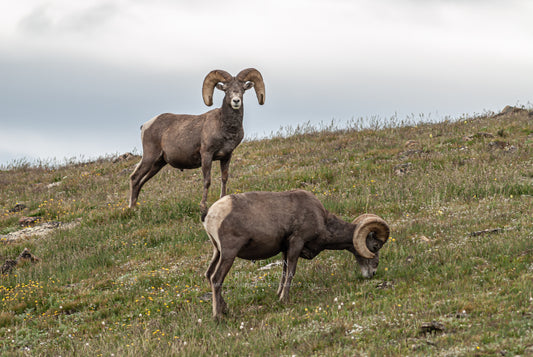A SERENE MOMENT UP ON TUNDRA
