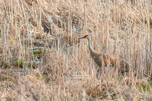 MOVING ACROSS THE LANDSCAPE