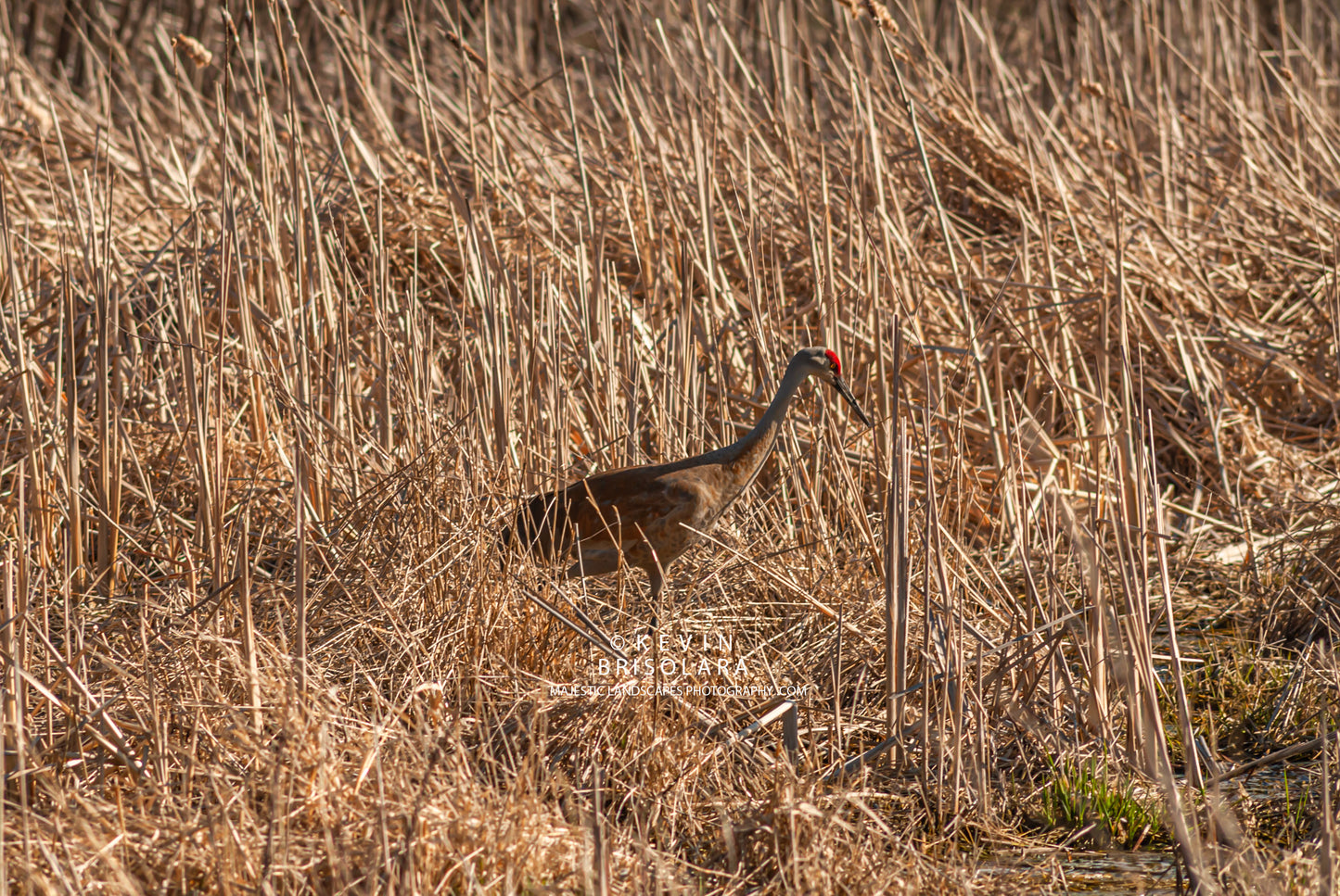MOVING ELEGANTLY ACROSS THE PRAIRIE