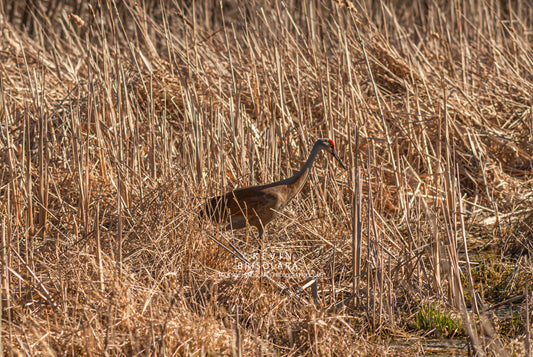 MOVING ELEGANTLY ACROSS THE PRAIRIE
