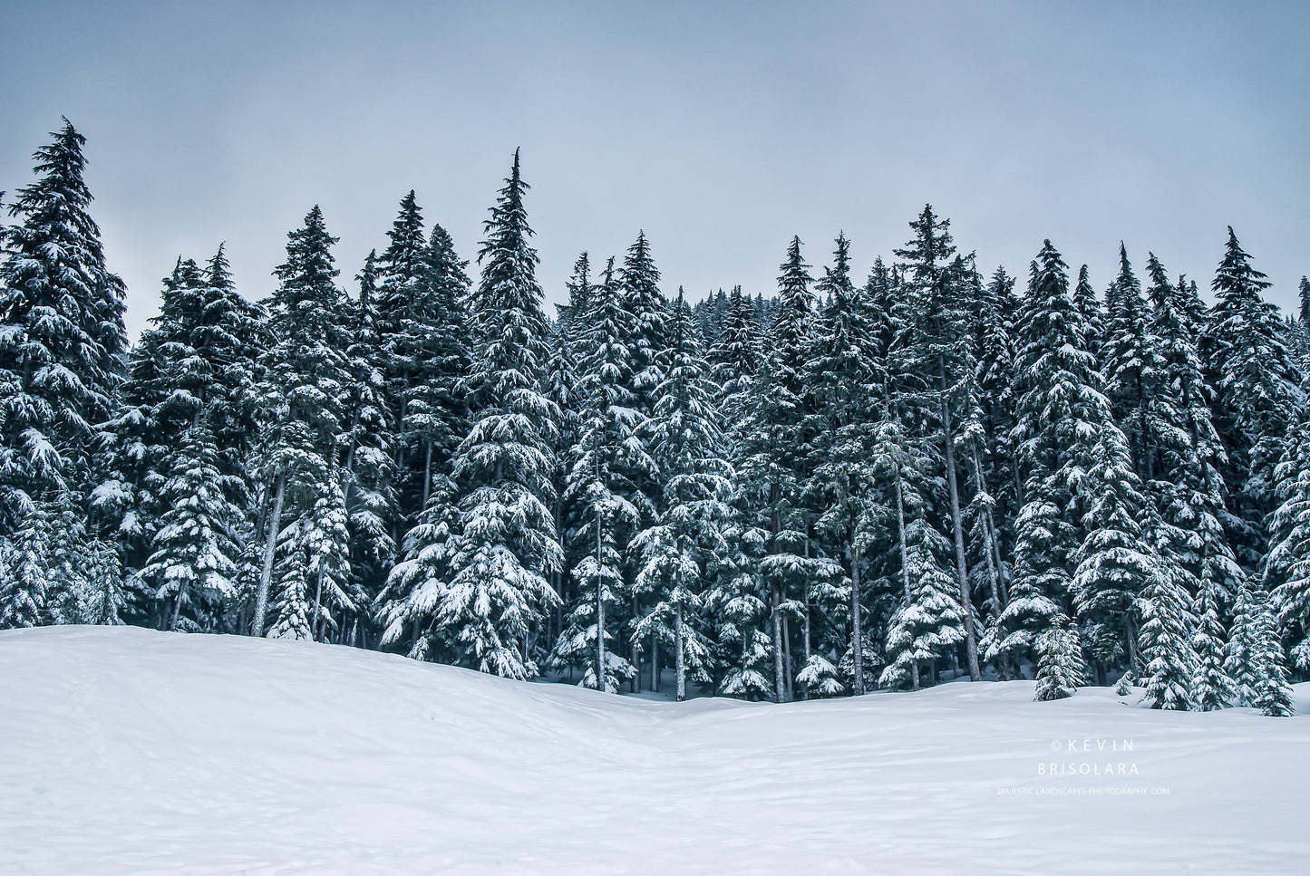 HOLIDAY GREETING CARDS 173-518  SNOW COVERED FIR TREES