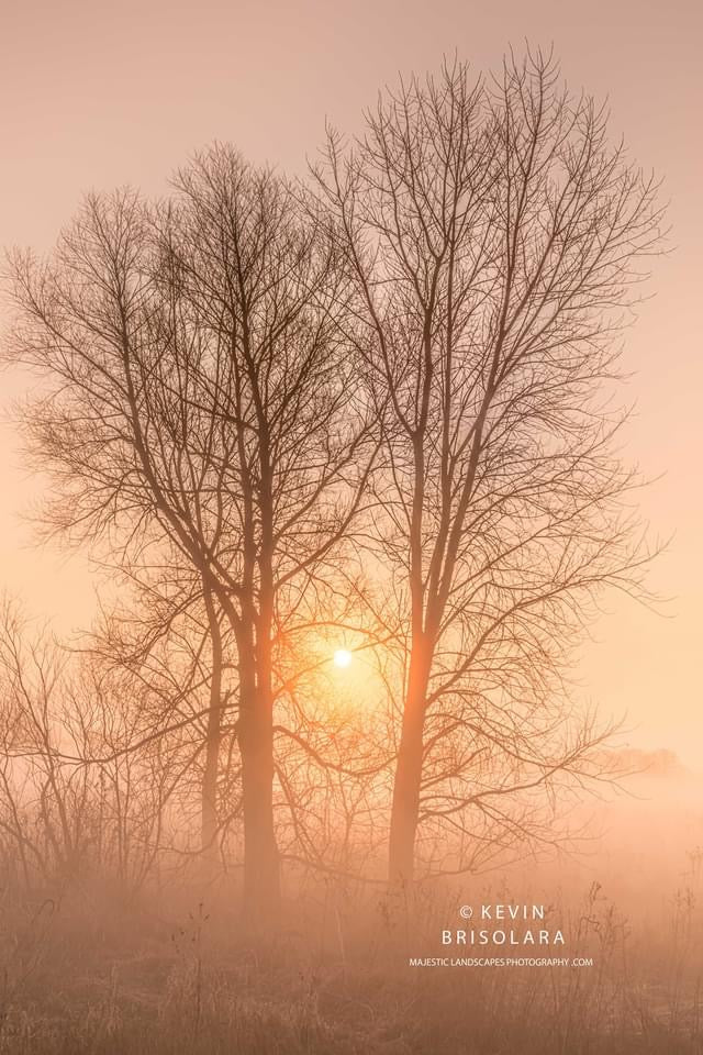 PRAIRIE TREES FROM A MISTY MORNING