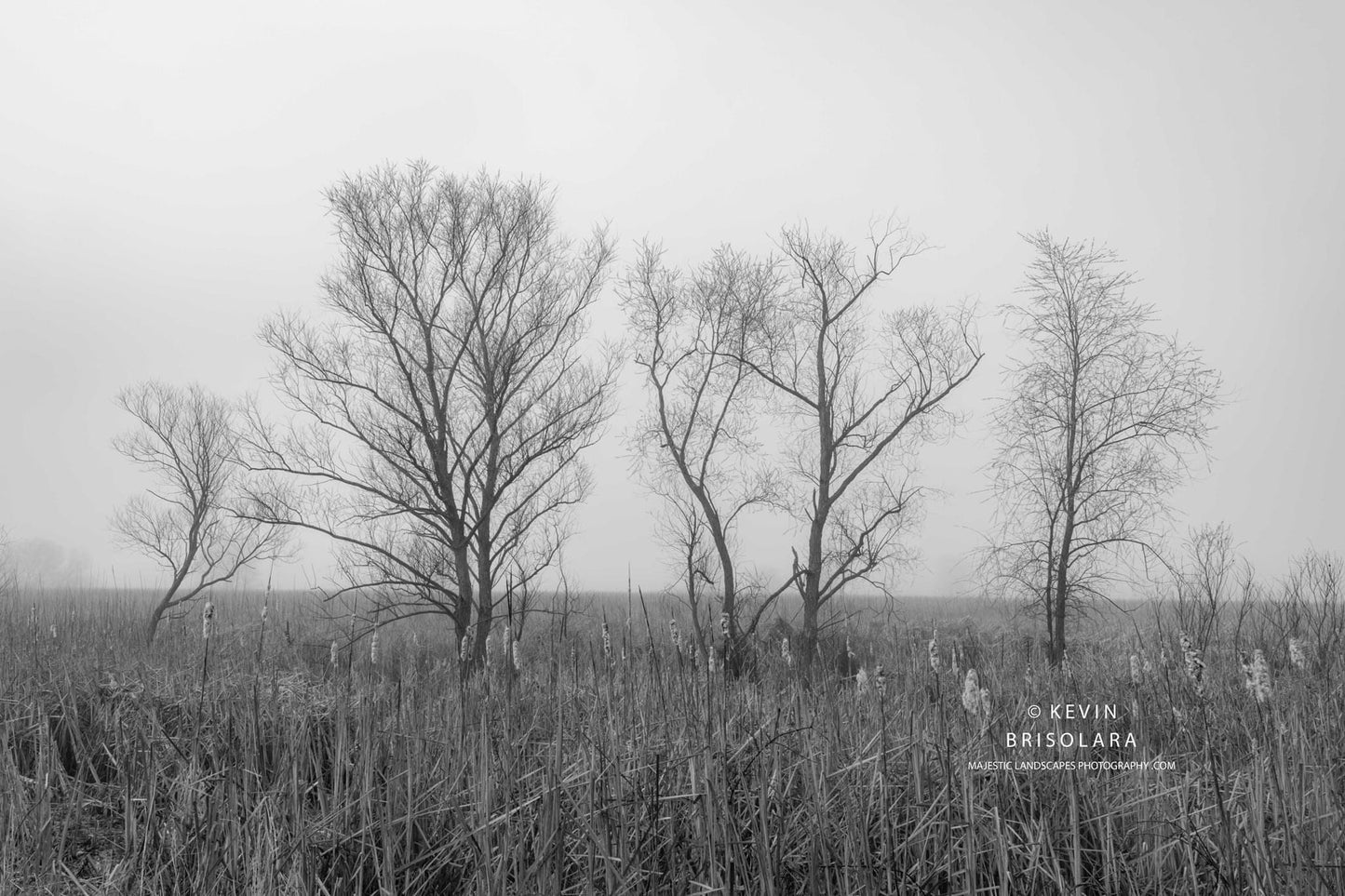 WILLOW TREES OF A FOGGY MORNING