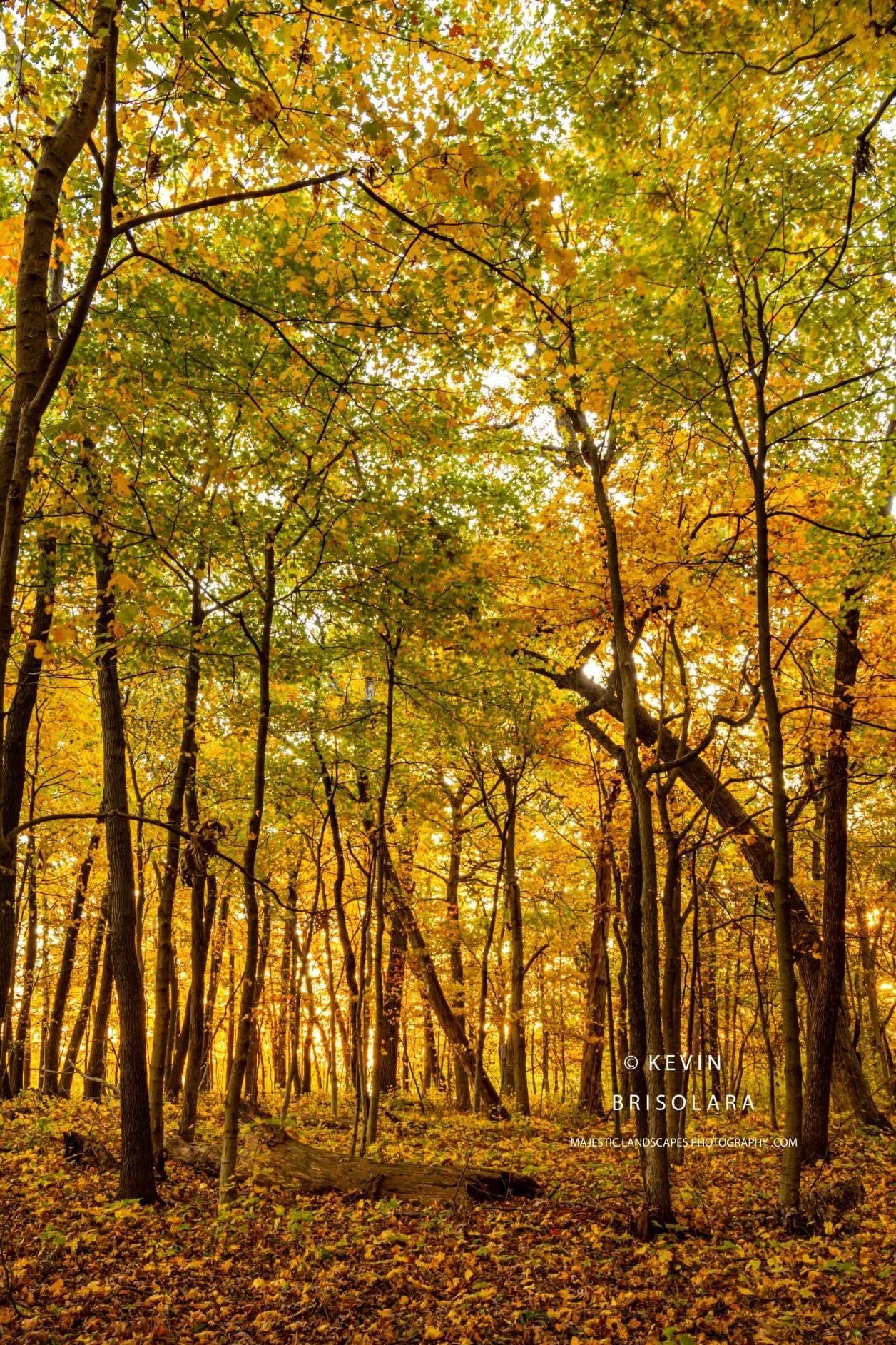 WALKING INTO THE FOREST