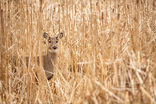 CURIOSITY