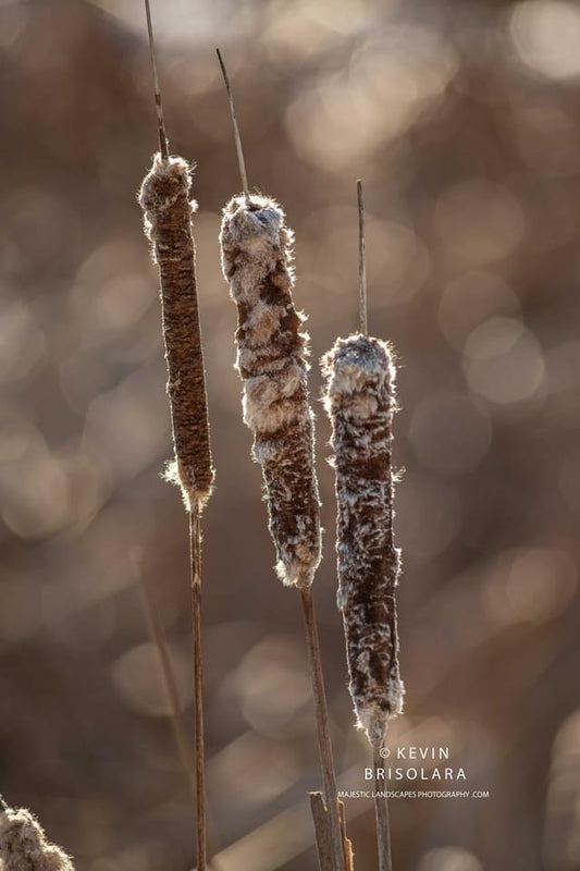SOON TO BE BLOWING IN THE WIND