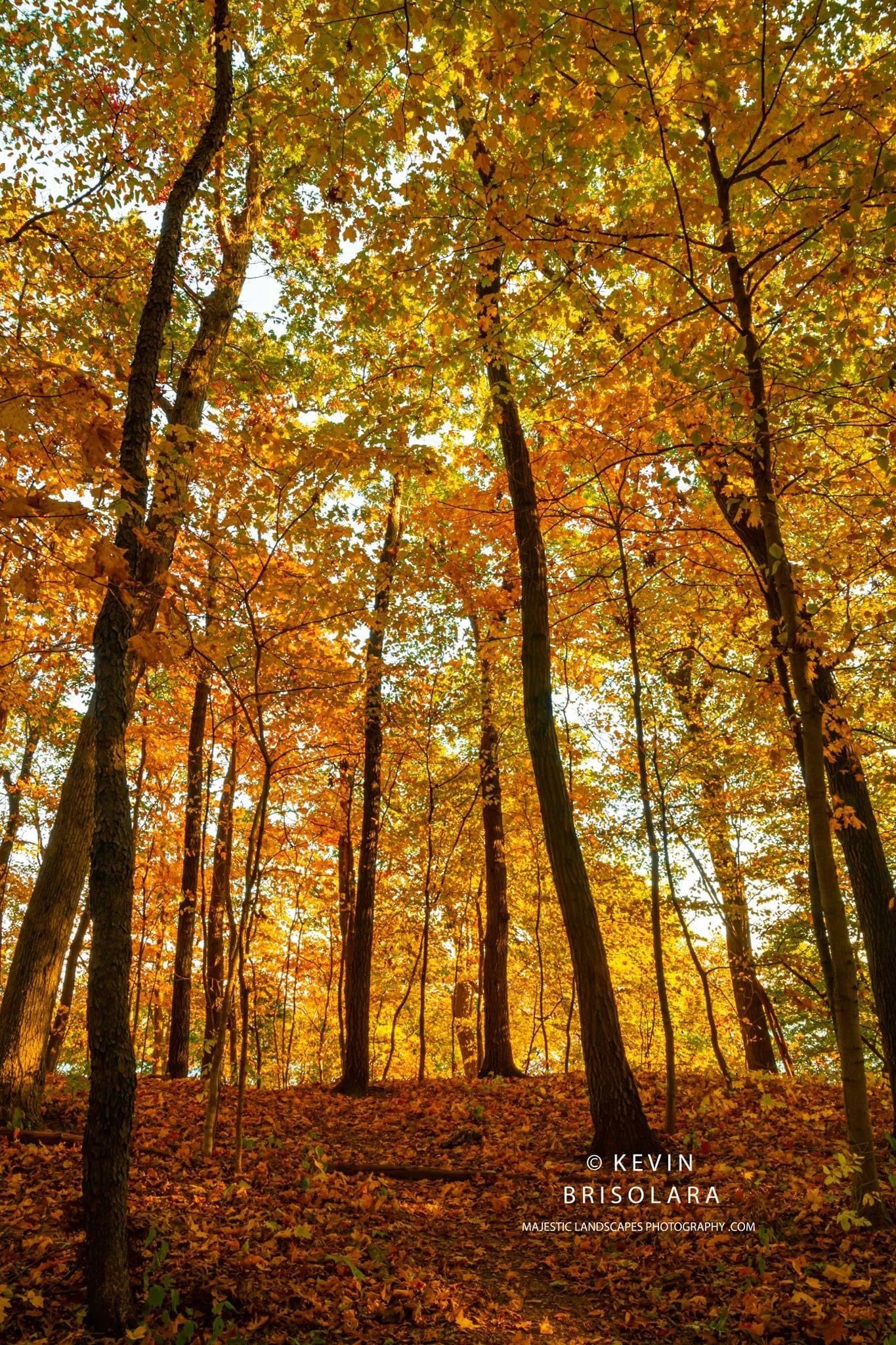 AN AUTUMN FOREST