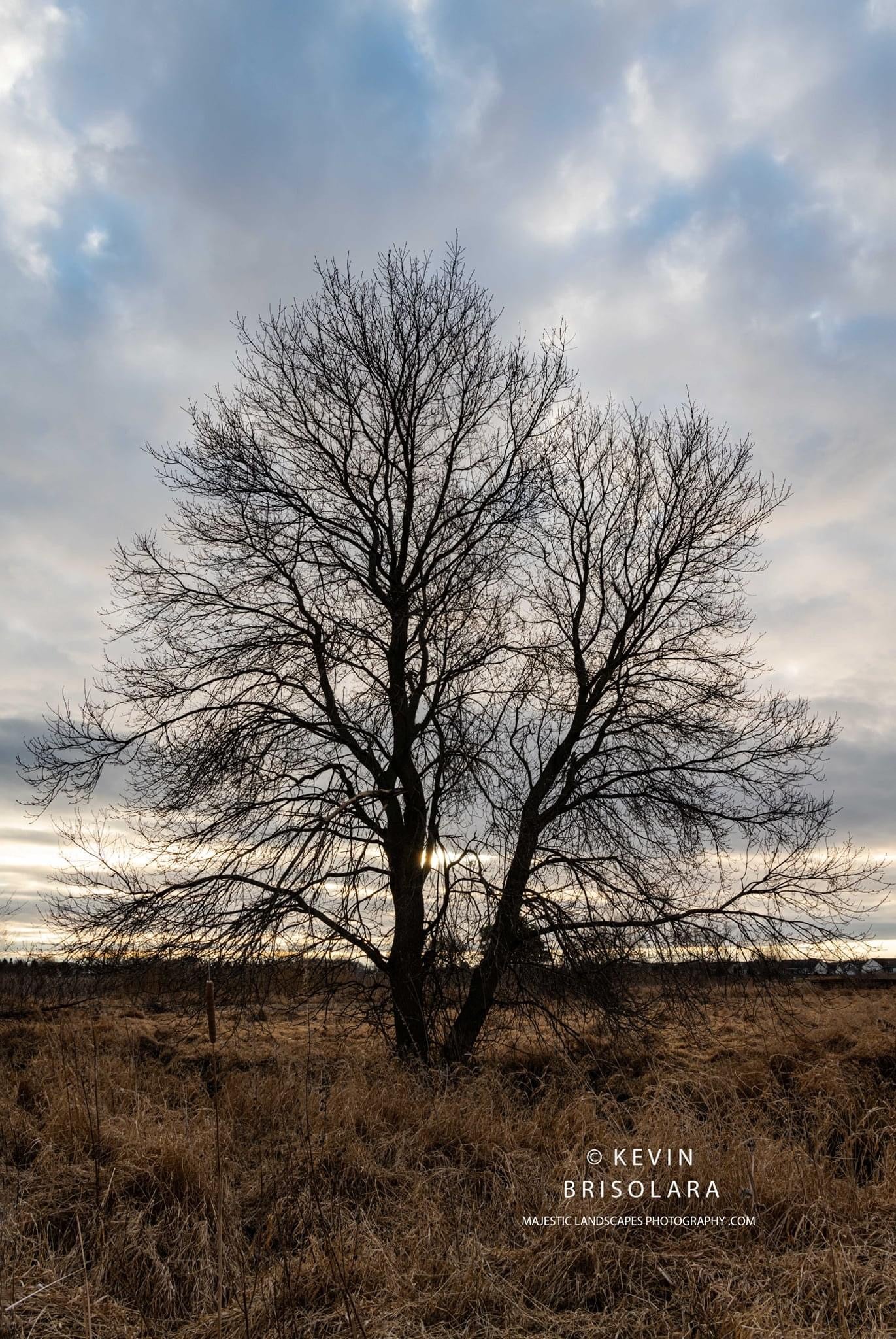 A PRAIRIE TREE