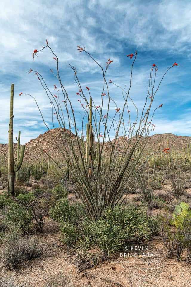 OCOTILLO CACTUS