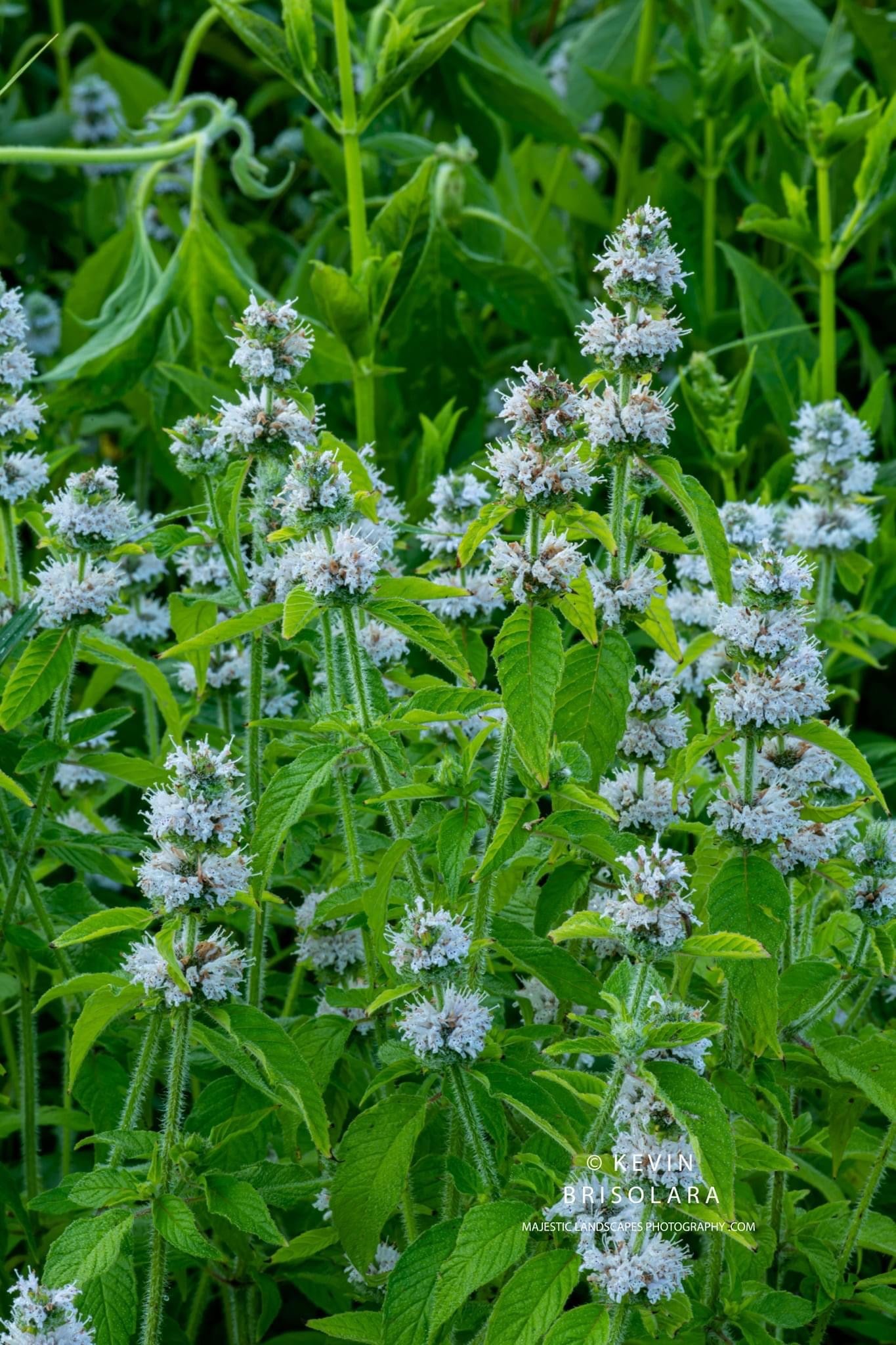 FINDING BEAUTY ON THE PRAIRIE