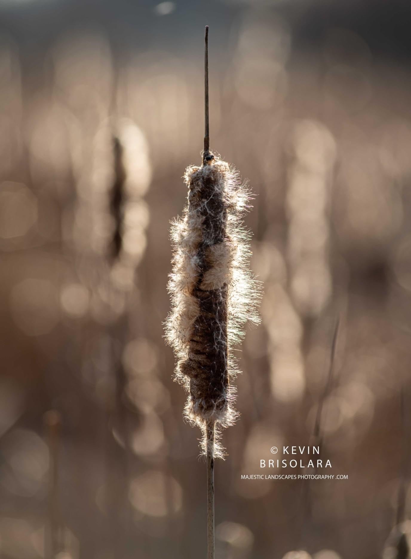 LIGHTING THE CATTAILS