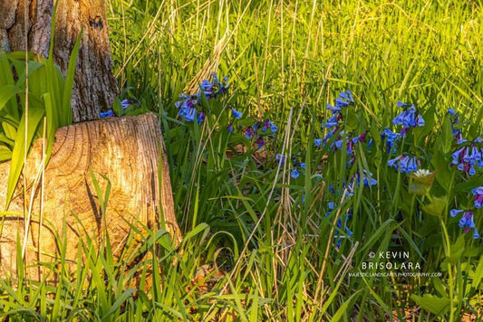 THE MORNING BLUEBELLS