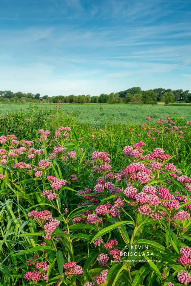 MORNING WILDFLOWERS OF SWAMP MILKWEED