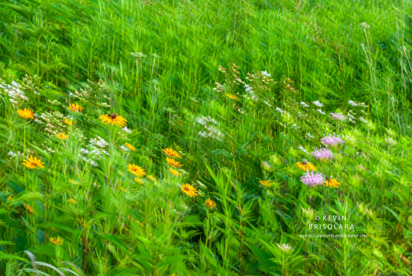 PRAIRIE WILDFLOWERS