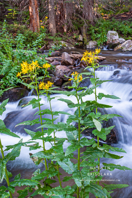 VIEWS OF BEAUTY ALONG GLACIER CREEK