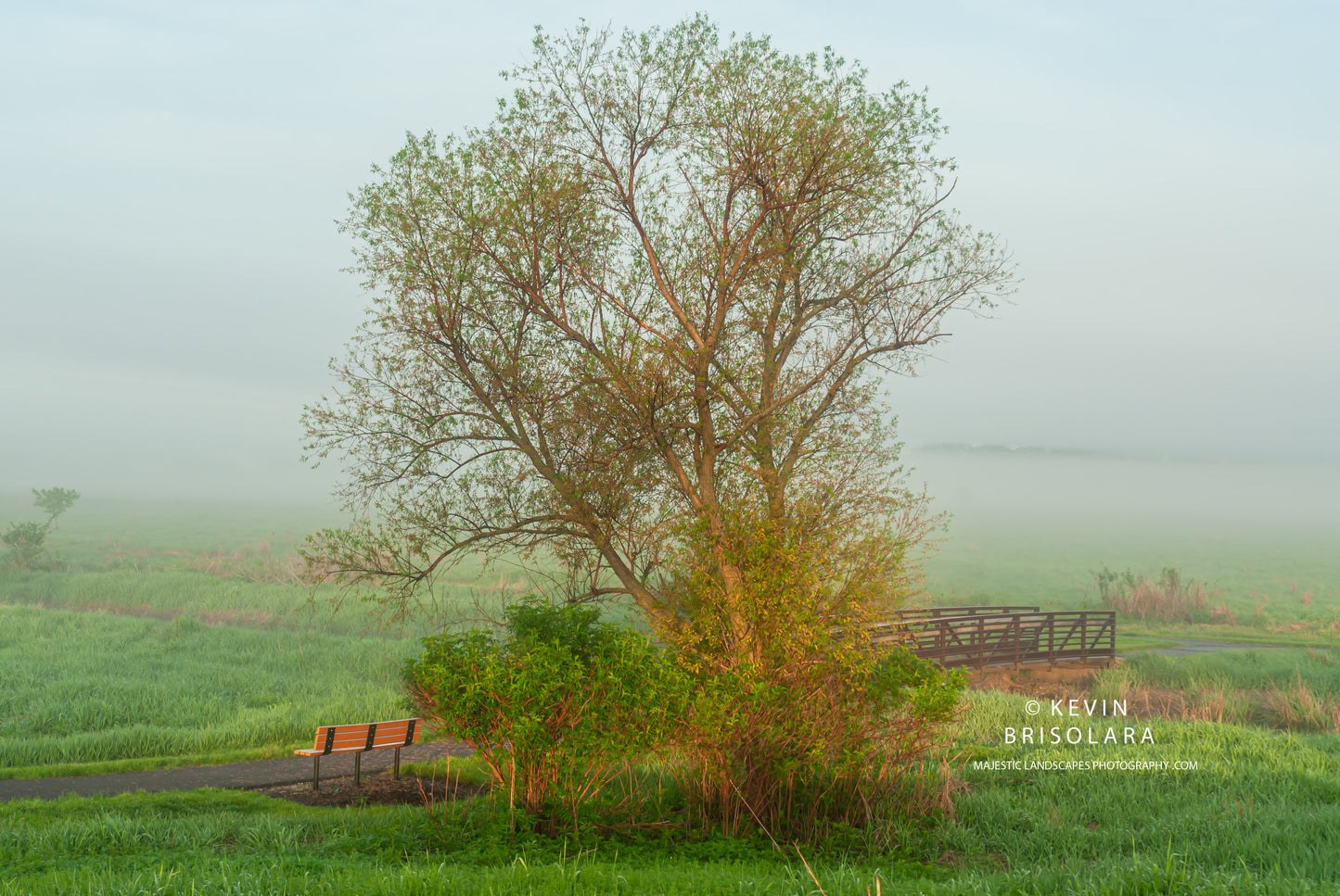MISTY MORNING WITH A PEACHLEAF WILLOW TREE