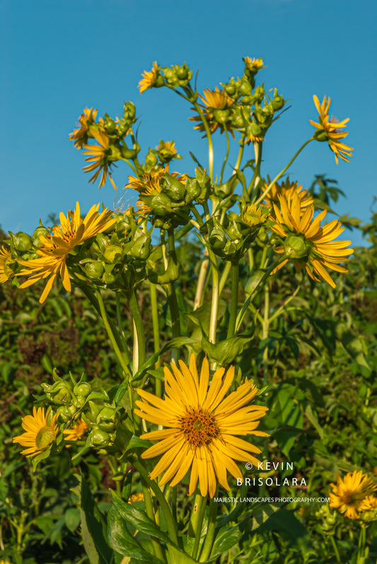 EVENING CUP PLANTS