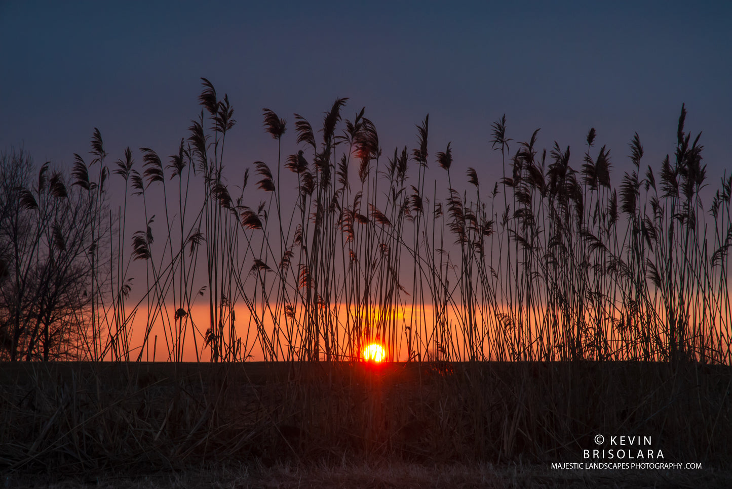 STANDING TALL TO THE SUNRISE