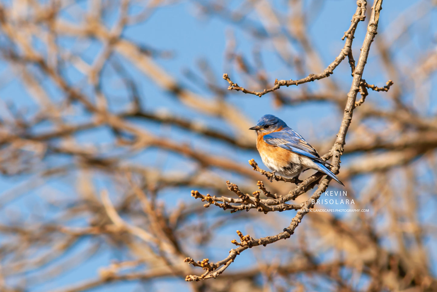 THE BEAUTIFUL LITTLE BLUEBIRD