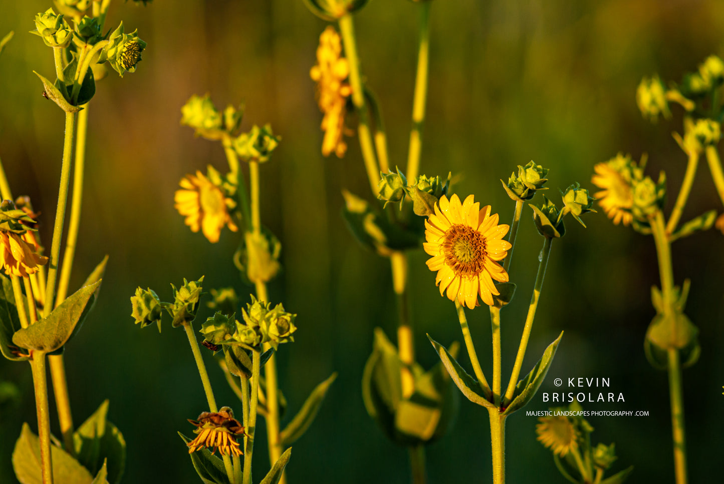 IN FULL BLOOM ON THE PRAIRIE